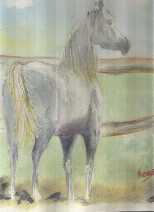Water color of Arabian horse. I love to paint horses especially Arabians
