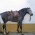 Lusitano horse showing convex head compare to the Arabian one which is dished or concave.