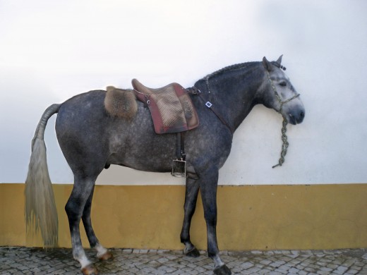 Lusitano horse showing convex head compare to the Arabian one which is dished or concave.