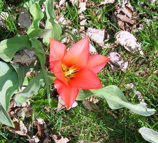 another favourite, the tulip, Bob Ewing photo
