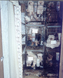 These helpless, precious babies live their whole lives in tiny cages.