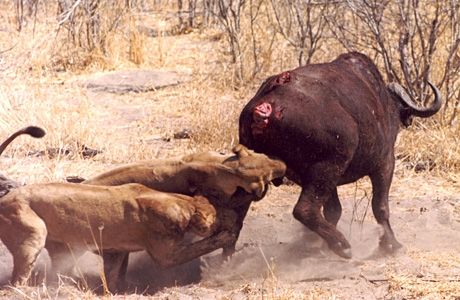 Lions hunting a buffalo