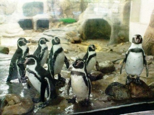 Cute Penguins