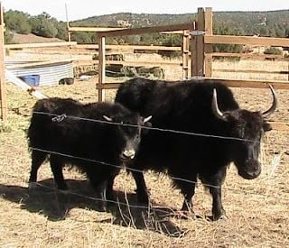 My yak Yonkers and her baby, Yeti-Star