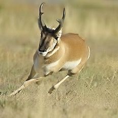 Pronghorn Bucks. Pronghorn Running yourstuffwork.blogspot.com