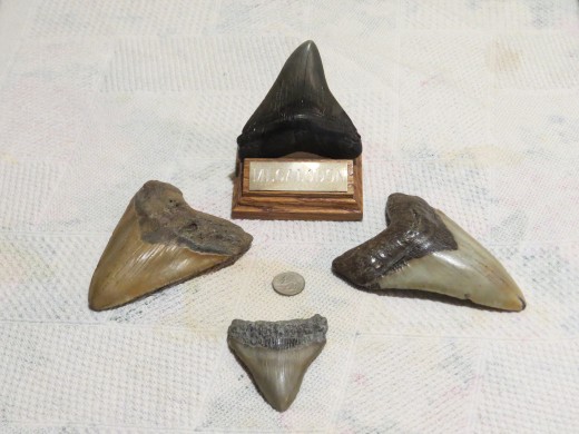 These megalodon shark teeth were found in Florida 