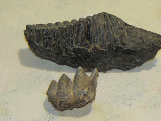 Both of these teeth were found in Florida i the Peace River