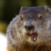 GuyB profile image