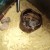Dwarf Hamster pups, can be a handful. Dwarf Hamster pups, can be a handful.