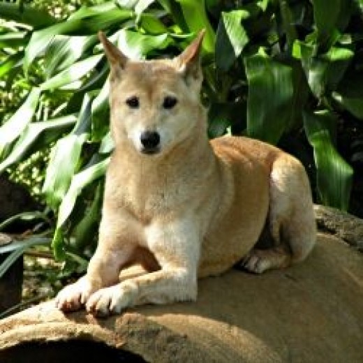 Dingo: The Australian Wild Dog | HubPages