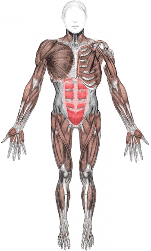 Organ Systems in Human Body | HubPages