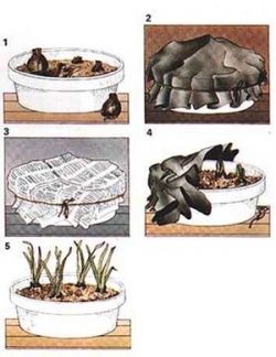 How to force spring bulbs