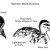 Black Duck - Duckling Black Duck - Duckling