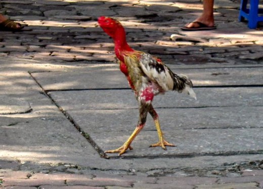 Chicken in Hanoi Street