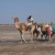 Camel Ride Camel Ride