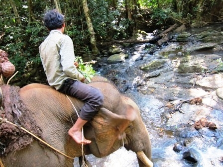 Elephant crossing a river