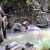 Mahouts washing their elephants