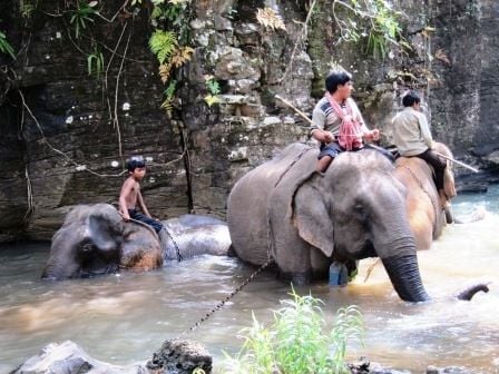 Elephants after their bath