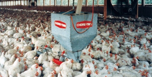 The chickens in one of the chicken houses.