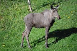 Resident Moose