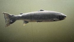 Salmon