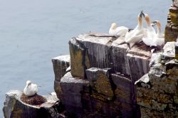 Northern Gannet at Cape  St. Mary's Seabird Ecological Reserve