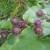 Burdock - it is generally the root that is used (e.g. in Dandelion and Burdock drink - traditionally used as a blood purifier Burdock - it is generally the root that is used (e.g. in Dandelion and Burdock drink - traditionally used as a blood purifier