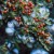 Hawthorn berry - important traditional heart medicine Hawthorn berry - important traditional heart medicine