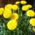 Dandelion - nature's diuretic and wild food Dandelion - nature's diuretic and wild food