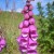 Foxglove - an important but potentially toxic heart medicine - not for home use Foxglove - an important but potentially toxic heart medicine - not for home use