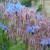 Borage - culinary herb - the edible flowers can adorn a salad - traditionally used as an anti-inflammatory and expectorant medicine - also used to regulate menstruation Borage - culinary herb - the edible flowers can adorn a salad - traditionally used as an anti-inflammatory and expectorant medicine - also used to regulate menstruation