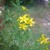 St John's Wort - much used in modern times as an antidepressant St John's Wort - much used in modern times as an antidepressant