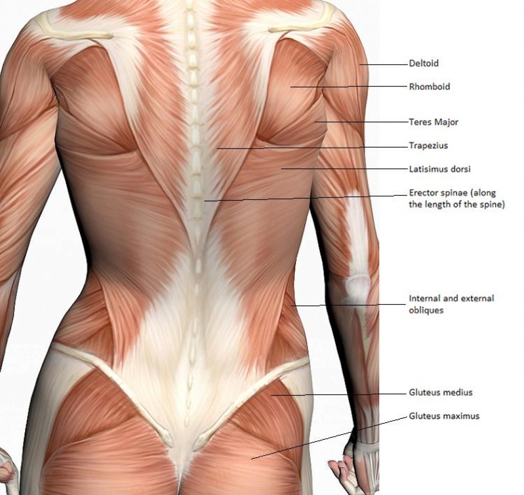 What's causing your back pain? | HubPages