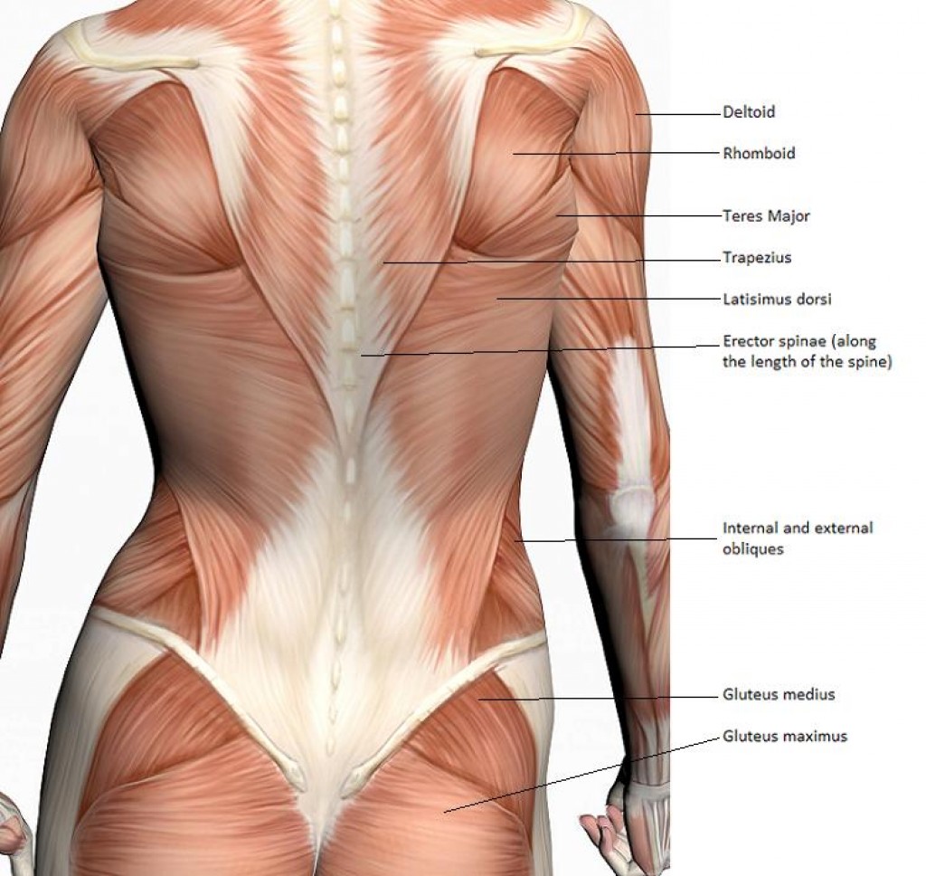 Name Of Lower Back Muscles / Lower Back Parts Of The Body ...