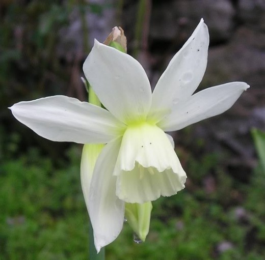 Daffodil 'Thalia'