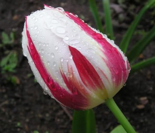 Tulip 'Happy Generation'