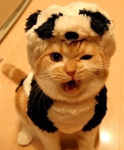 This kitten's is stealing the one-eyed growl! And is she wearing a puppy skin? Scary!