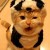 This kitten's is stealing the one-eyed growl! And is she wearing a puppy skin? Scary!