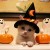 Witch-cat is attempting to cast a spell on you. Avoid eye contact if possible.