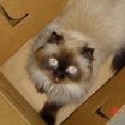 ACURARACERGIRL profile image