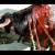 animalabuseblogspot.nl animalabuseblogspot.nl