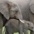 Elephants with their tusks, a beautiful sight, this is where ivory belongs!
Photo credit animalszooguru.blogspot.nl Elephants with their tusks, a beautiful sight, this is where ivory belongs!Photo credit animalszooguru.blogspot.nl