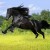 This beautiful black horse has nothing to fear, right now!
Photo credit animalszooguru.blogspot.nl This beautiful black horse has nothing to fear, right now!Photo credit animalszooguru.blogspot.nl