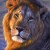 Close up of a lion!
Photo credit animalszooguru.blogspot.nl Close up of a lion!Photo credit animalszooguru.blogspot.nl