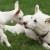 Even a goat and a dog love each other, let's all love them and protect them!
Photo credit animalszooguru.blogspot.nl Even a goat and a dog love each other, let's all love them and protect them!Photo credit animalszooguru.blogspot.nl