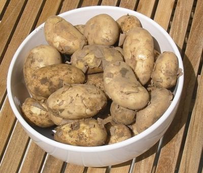 Jersey Royal Potato