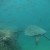 Green sea turtle on Oahu. Green sea turtle on Oahu.