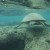 Green Sea turtle at Hanauma. Green Sea turtle at Hanauma.