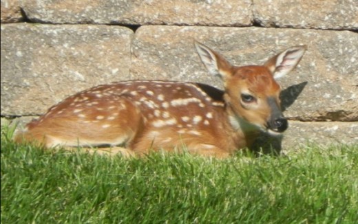 How I Saved my Garden - Best Deer Deterrent Ever! | HubPages