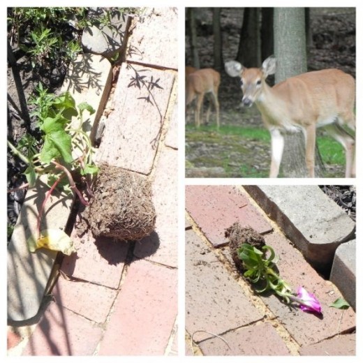 How I Saved my Garden Best Deer Deterrent Ever! HubPages